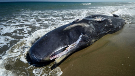 На юге Аргентины нашли 18 мёртвых китов